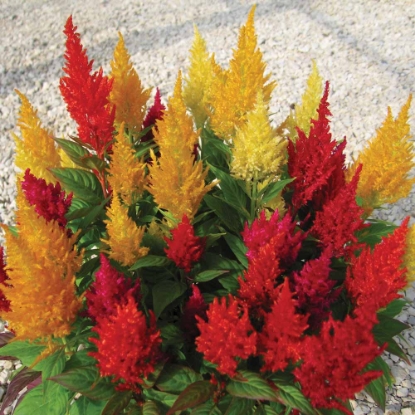 Picture of Celosia - Century Mix